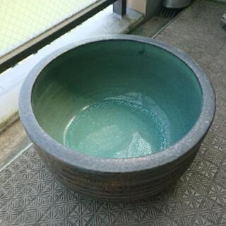 睡蓮鉢  メダカ  金魚鉢  ビオトープ