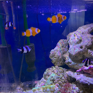 カクレクマノミその他セット  ライブロック全て付きの画像