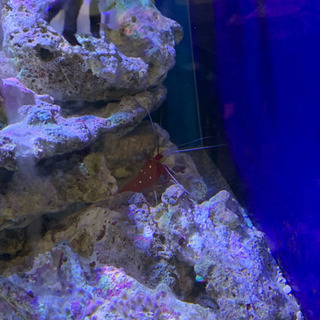 カクレクマノミその他セット  ライブロック全て付きの画像