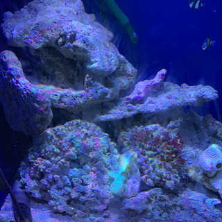 カクレクマノミその他セット  ライブロック全て付きの画像