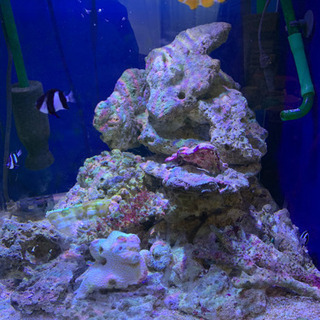 カクレクマノミその他セット  ライブロック全て付きの画像