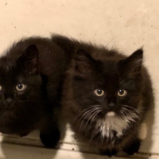 里親さん決まりました。黒猫ちゃん　生後2ヶ月ぐらい