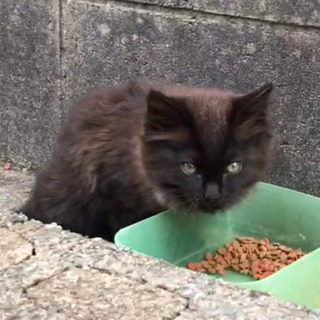 決定　フワフワ黒猫　4月生まれ