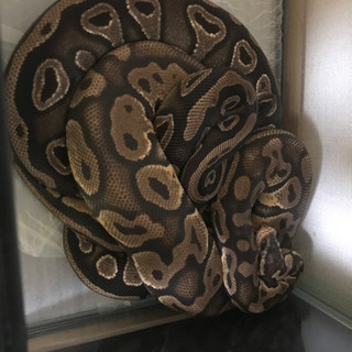 爬虫類が好きな方。仲良くしてください