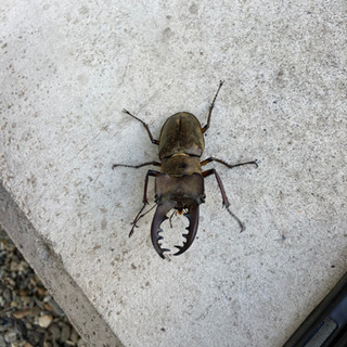 栃木県産ミヤマクワガタ 63ミリ以上 ペアの画像
