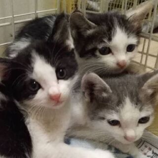 子猫たちの家族になってください！