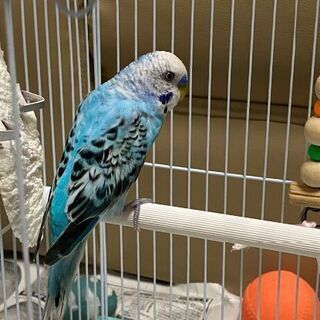 青いセキセイインコを探してます