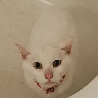 僕の名前はBonです