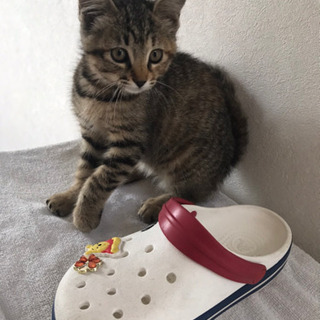 捨て猫を保護しました！