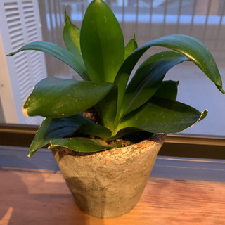 観葉植物　島忠で買いました。鉢も一緒にお譲り致します。