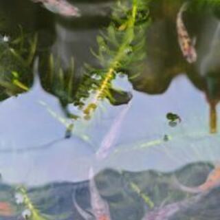 三色めだか　雲州めだか　稚魚　若魚の画像