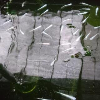 幹之めだか　鉄仮面　フルメタル　稚魚　若魚の画像