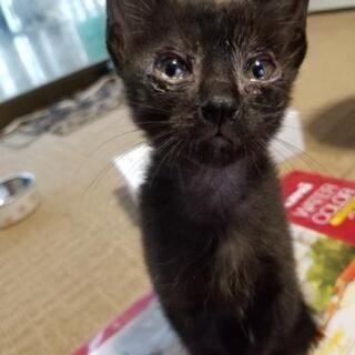里親募集　クロネコ　短毛？の画像