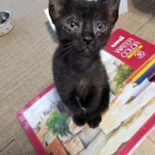 里親募集　クロネコ　短毛？ - 猫