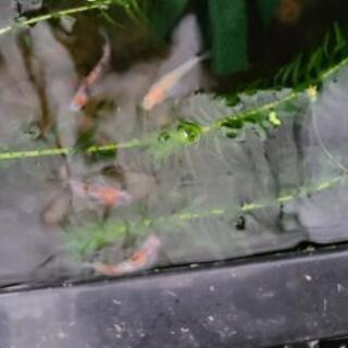 三色ラメ　めだか　稚魚　若魚