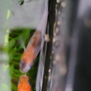 三色ラメ　めだか　稚魚　若魚の画像
