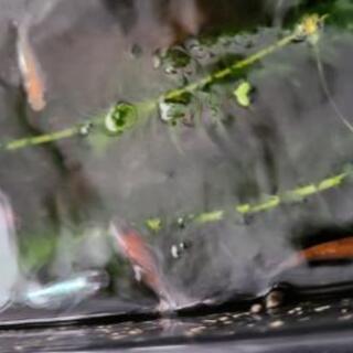 三色ラメ　めだか　稚魚　若魚の画像