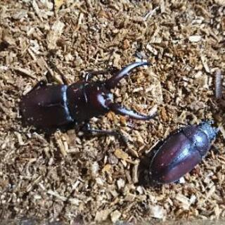 クワガタやカブトペアくださいm(__)m
