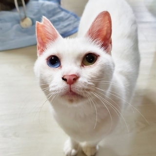 里親さま決定　ブサい？可愛い？白ウサギ？　シオちゃん　２～３歳