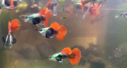 ダンボ グッピー #guppy #熱帯魚