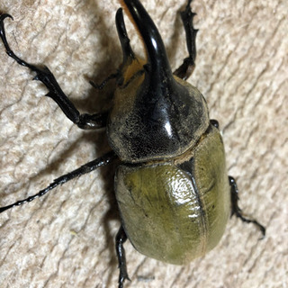 DHHヘラクレスオオカブト虫