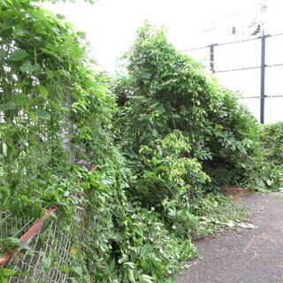 福岡、植木の徹去、格安
