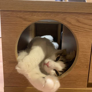 猫が喜ぶローテーブル