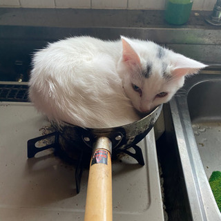 3月産まれの子猫 オス猫🐱