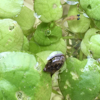 ※再開 タニシ？ サカマキガイの画像