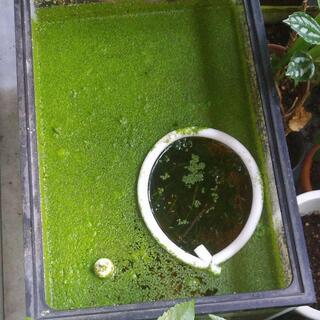 メダカ　餌やりわっかの画像