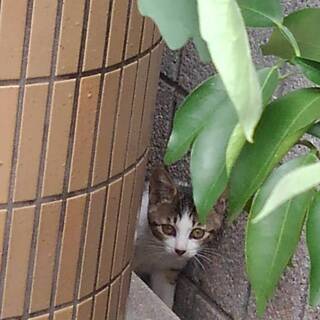 生後３ヶ月のフジシロ猫１匹の家族になってください。