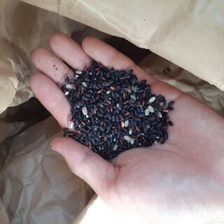 黒米　キロ500円