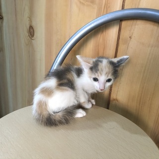 三毛猫　生後1カ月くらいです。全てメスです。　1匹でも、もらって...