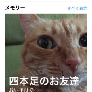 野良猫の去勢手術を支援していただける、保護団体の方いませんか（市川市）