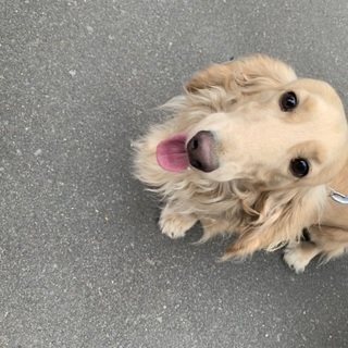 ミニチュアダックス　５歳　（レッド、クリーム兄弟）　♂ - 犬