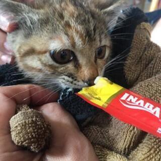 仔猫です