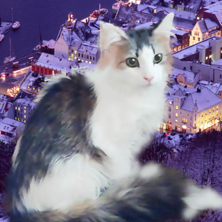 猫のお世話と簡単な館内清掃（高校生以上）の画像
