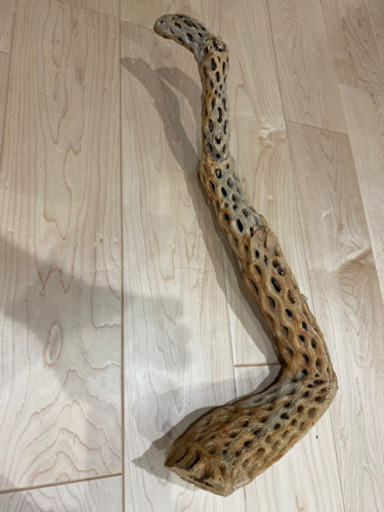 カクタススケルトン（超レアもの）観葉植物　エアプラント