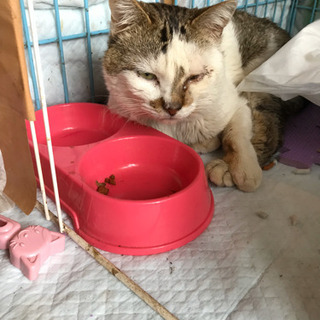 迷い猫探してます、見てけて保護して頂いた方には3万円差し上げます