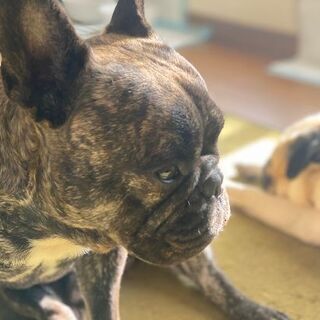 フレンチブルドッグ5才男の子　里親募集