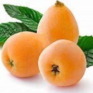 おいしいビワの枝