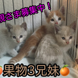 約生後半年の姉妹の里親さま・預かり様を募集します。