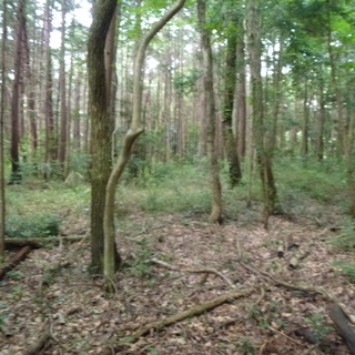急募！　埼玉県熊谷市塩　森林伐採　チェーンソー作業＆画像送信