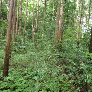 急募！　埼玉県熊谷市塩　森林伐採　チェーンソー作業＆画像送信の画像