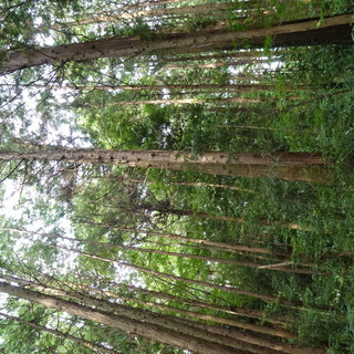 急募！　埼玉県熊谷市塩　森林伐採　チェーンソー作業＆画像送信の画像