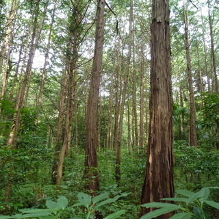 急募！　埼玉県熊谷市塩　森林伐採　チェーンソー作業＆画像送信の画像