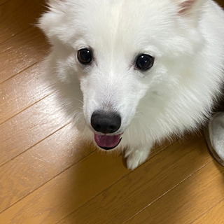 日本スピッツ迷子犬探してます。。。