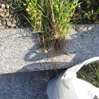 〇今月分の受付は終了です●草むしり●毛呂山付近●お寺や霊園のお墓の草むしり●ちいさな便利屋 - 手伝いたい/助けたい