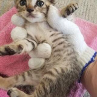 キジトラ柄の子猫