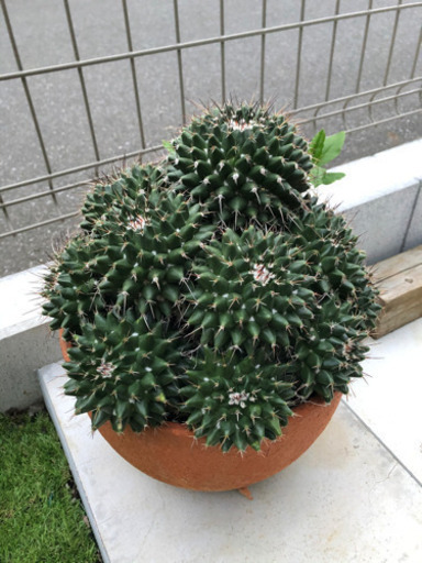 サボテン